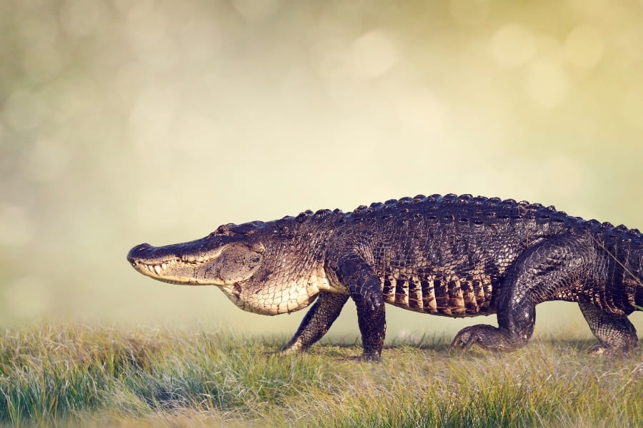 Rare albino alligator babies hatched at Wild Florida