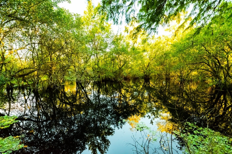 Corkscrew swamp sanctuary in a nutshell - Naples