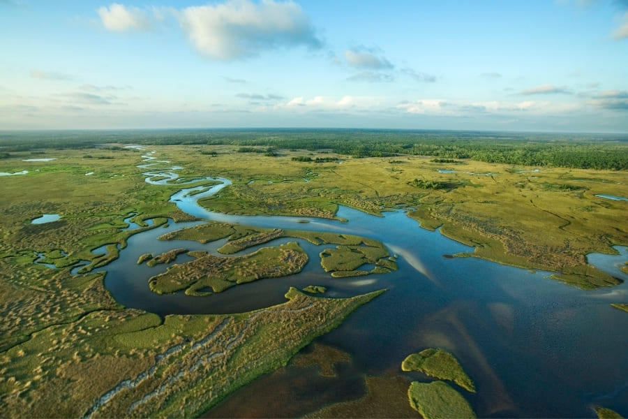 Mangroves - Everglades