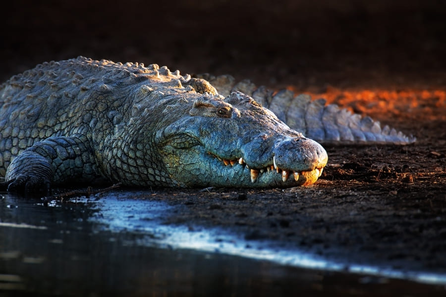 Alligatoren und Krokodile in Florida - Alligatoren in freier Wildbahn