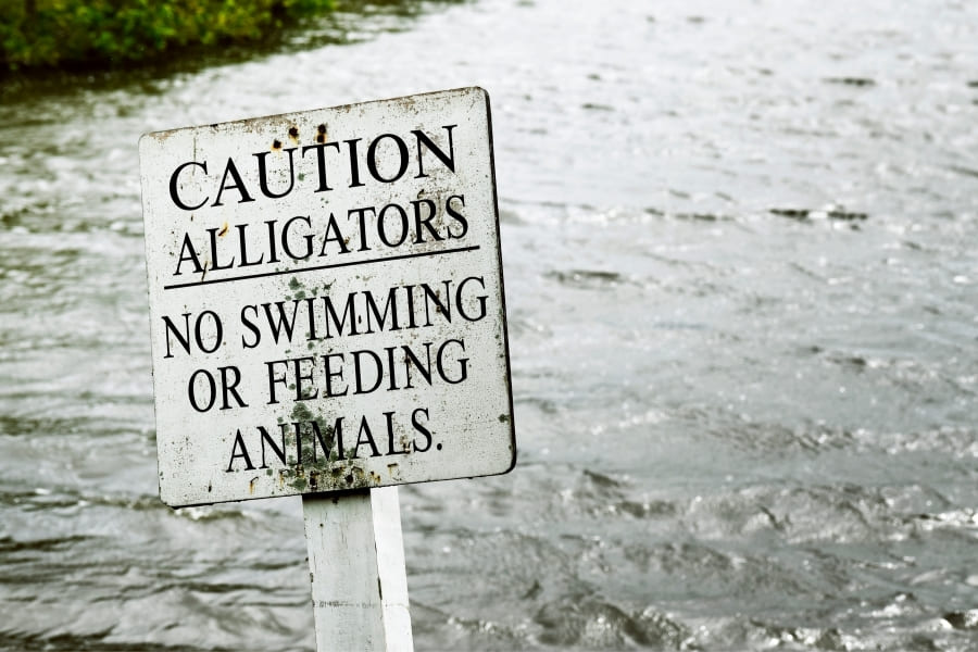 Alligatoren und Krokodile in Florida - Alligatoren und Menschen