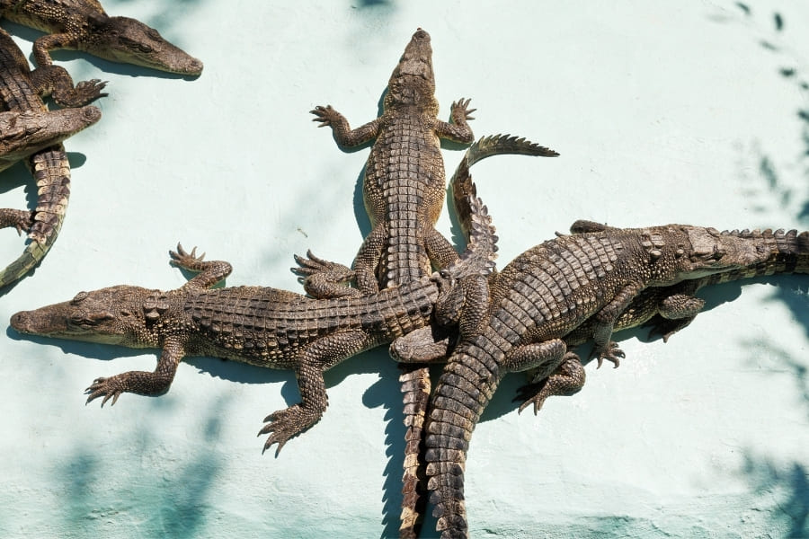 Alligatoren und Krokodile in Florida - Krokodile in Florida sehen - die besten Orte