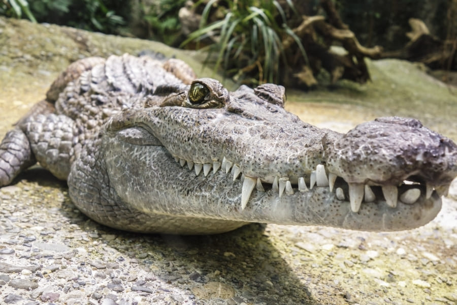 Alligators and Crocodiles in Florida - Crocodile Facts