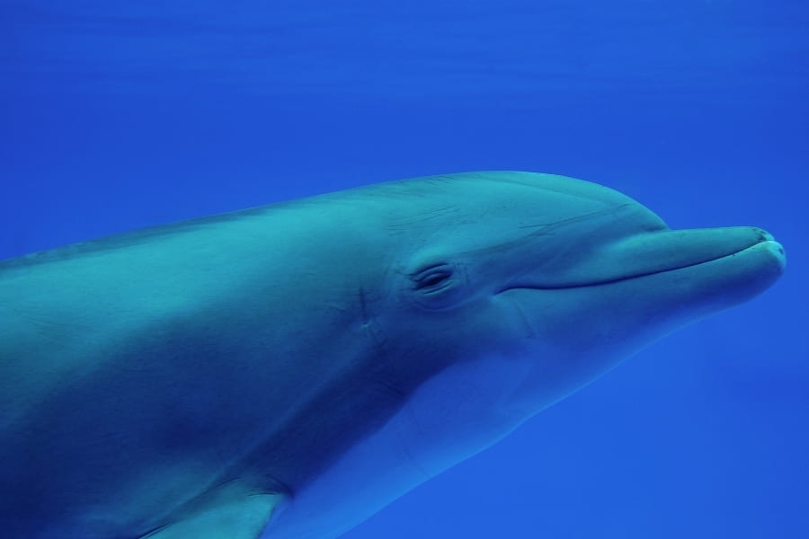 Delfine in Florida - Delfine beobachten in Florida
