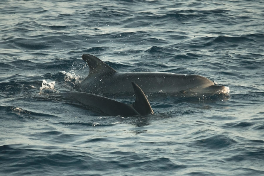 Dolphins in Florida - Habitat