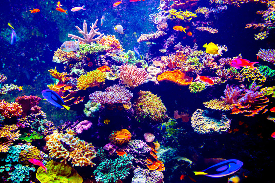 Florida Aquarium – fascinating Underwater Worlds in Tampa