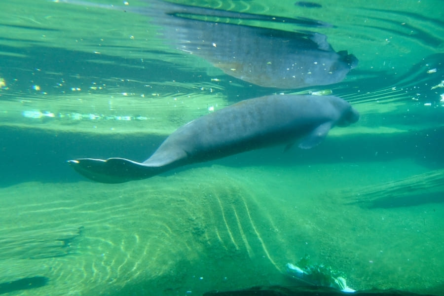 Manatees in Florida - swimming with Manatees