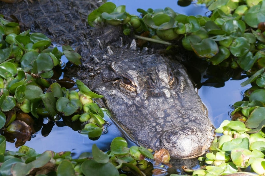Tiere in Florida - Alligatoren