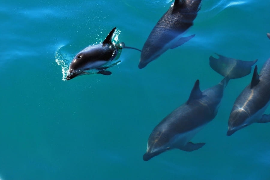 Tiere in Florida - Delfine