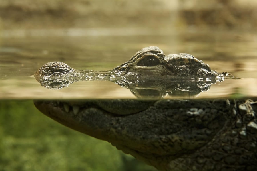 Tiere in Florida - Krokodile