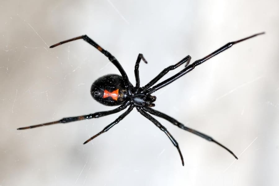 Tiere in Florida - Spinnen