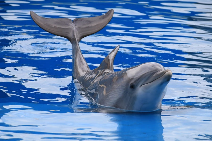 Wildlife in Florida - Dolphins