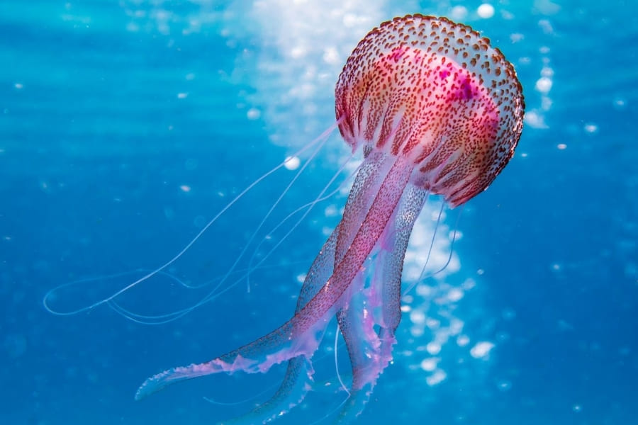 Wildlife in Florida - Jellyfish