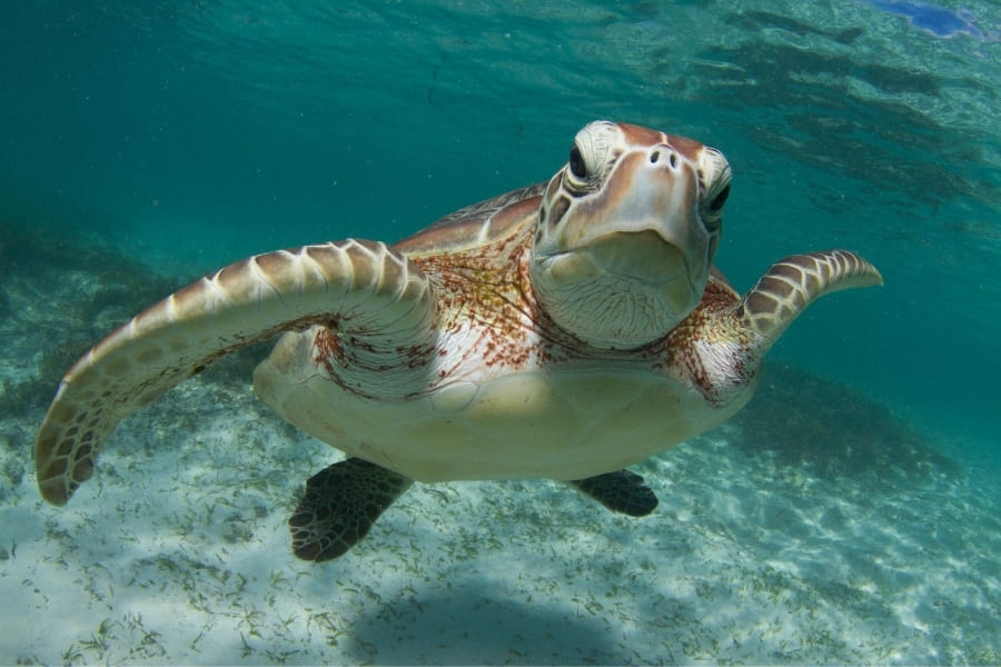 Wildlife in Florida - Sea Turtels