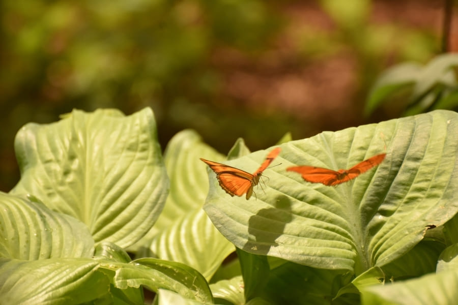 butterfly-estates-fort-myers-florida