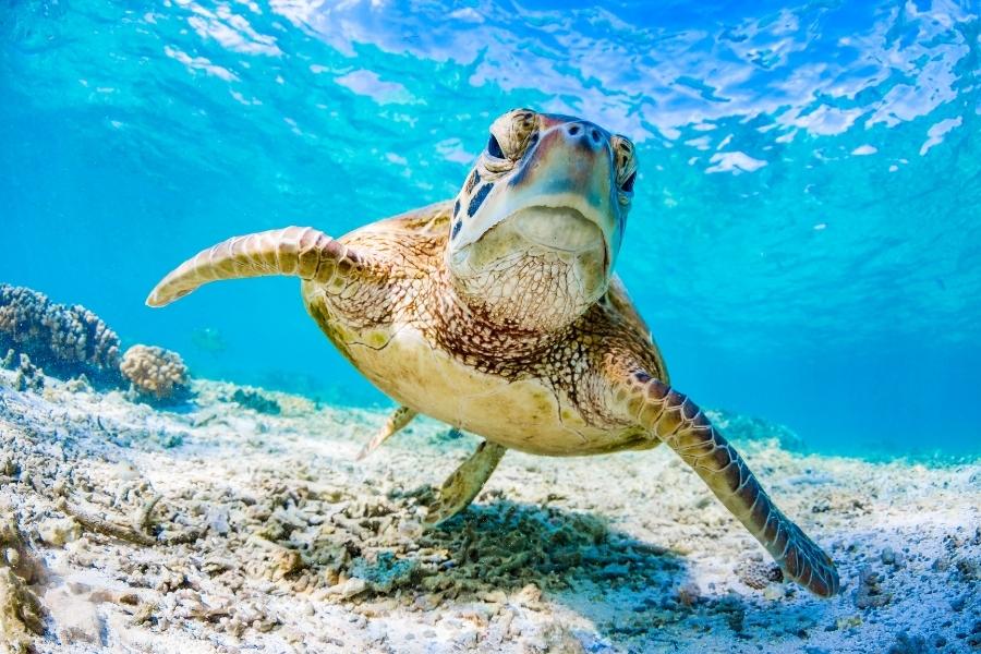Schildkröten in Florida - Vero Beach
