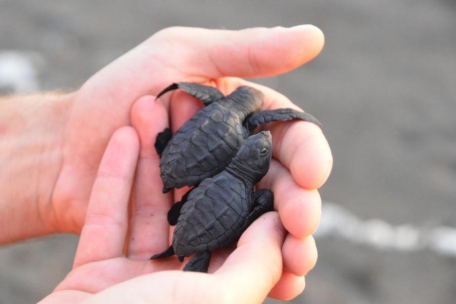 Turtles in Flordia - Rescue Centers