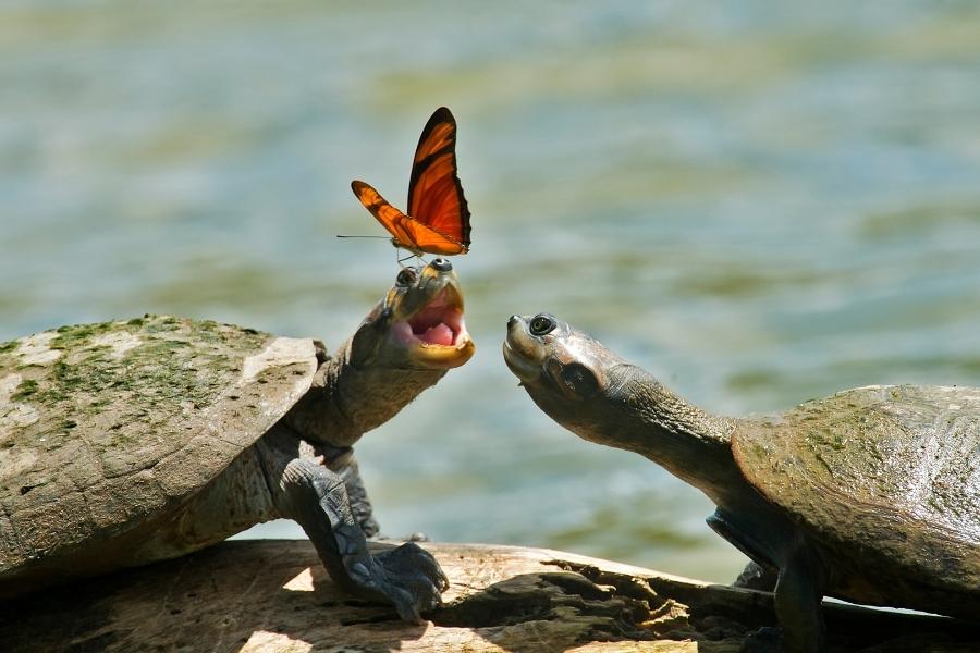 Turtles in Florida - Turtles Facts