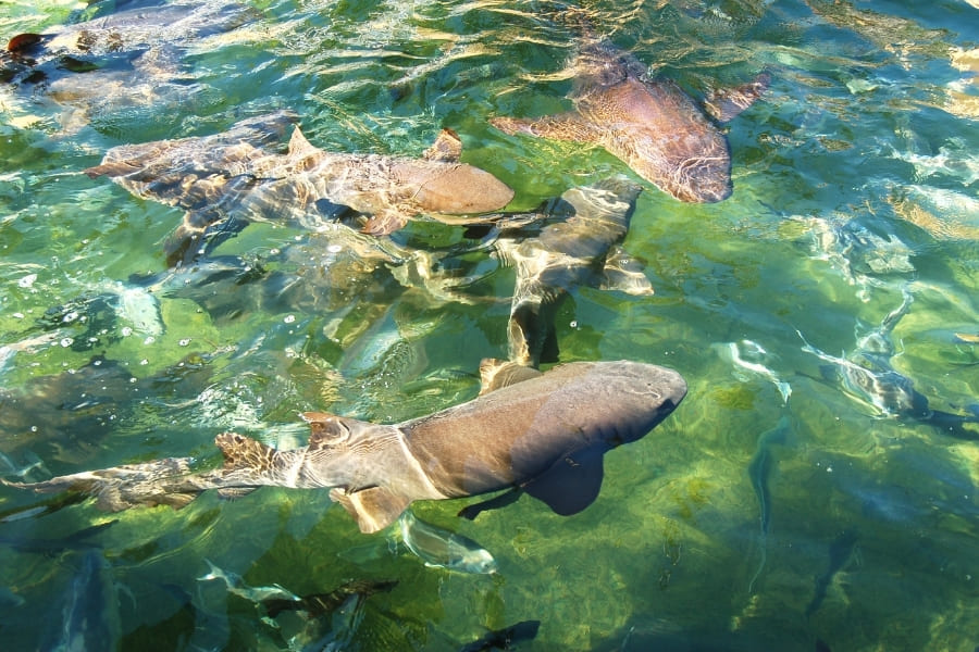 Haie in Florida - Haie in Floridas Zoos und Aquarien